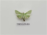 藏品(螟蛾317)的圖片